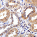 Immunohistochemistry of TXNIP in human kidney tissue with TXNIP antibody at 2 μg/ml.