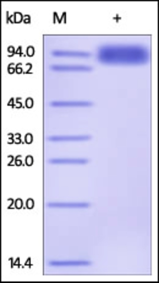 TYRO3 Recombinant Protein