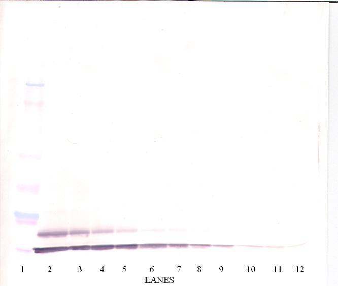 Tarc Antibody (biotin)