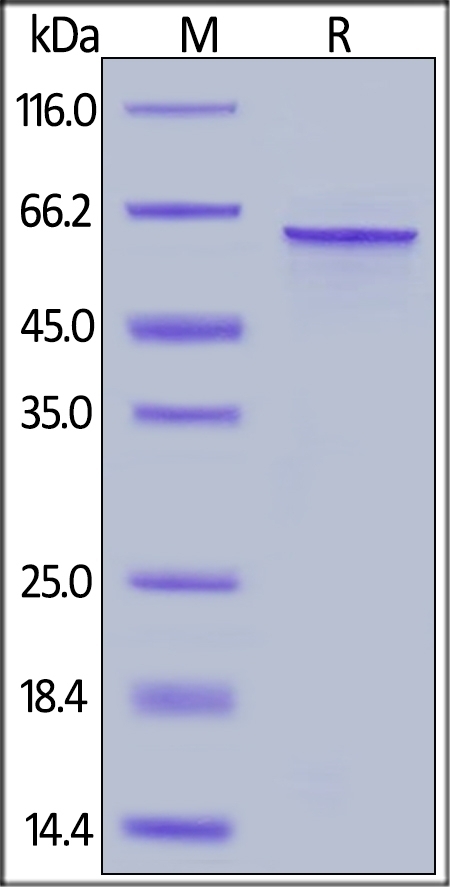 Tau-441 / 2N4R Recombinant Protein