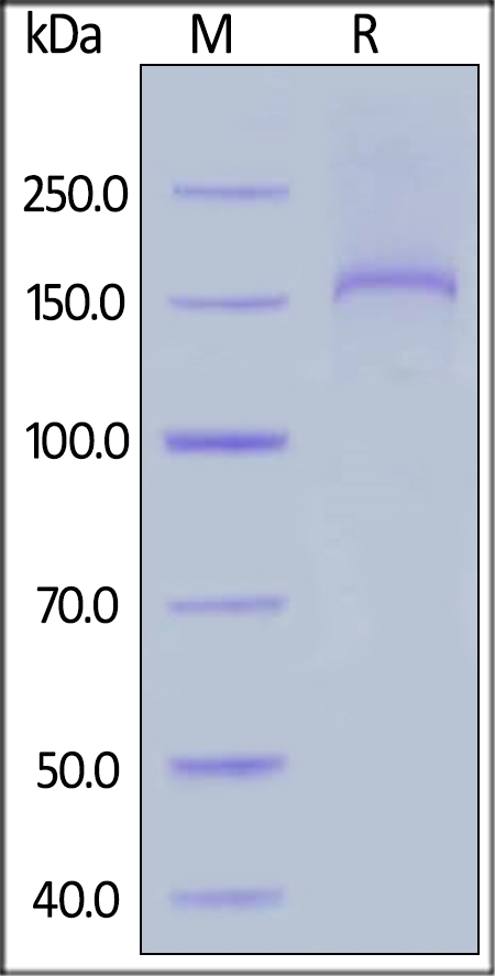 Thrombospondin-2 Recombinant Protein
