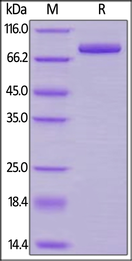 Transferrin R / CD71 Recombinant Protein