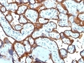Transferrin Receptor (Extracellular domain) Antibody [TFRC/1817]