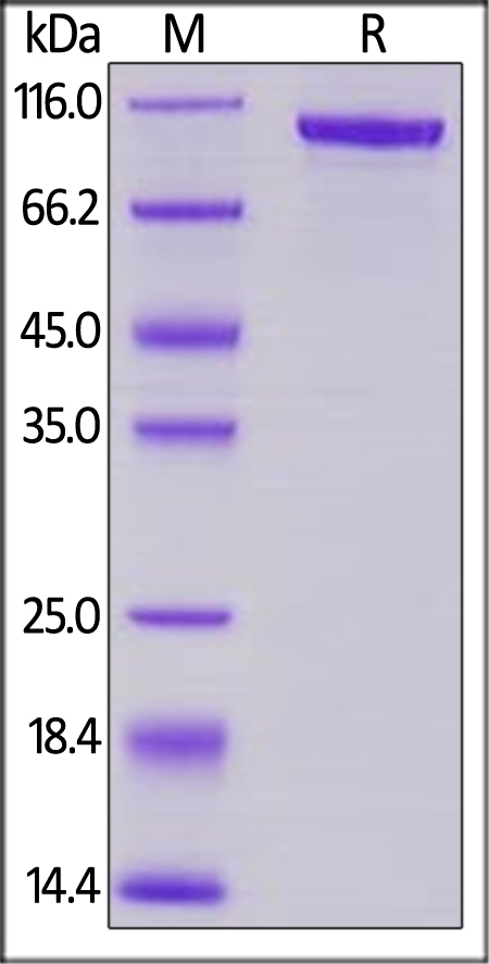 Transferrin Recombinant Protein