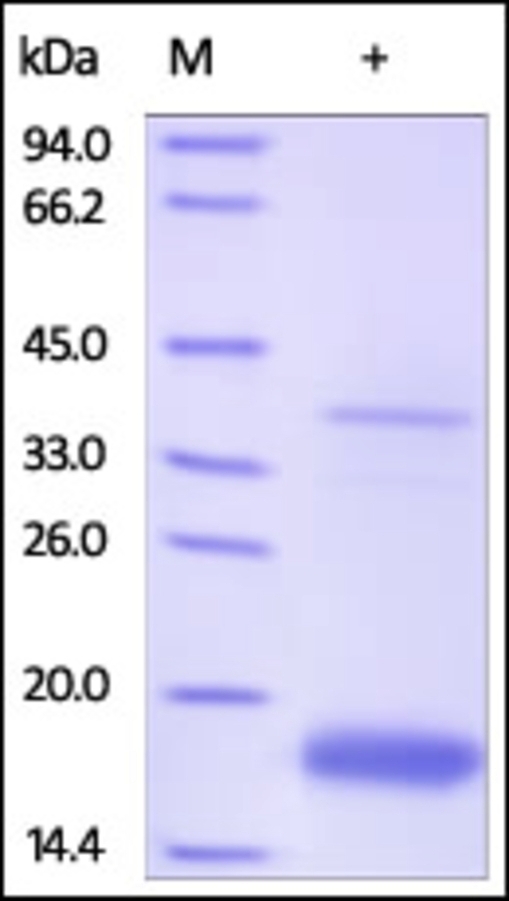 Transthyretin Recombinant Protein