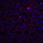 Immunofluorescence of Trophinin in mouse liver tissue with Trophinin antibody at 20 μg/ml.<br><br>Red: Trophinin Antibody (8245) <br> Blue: DAPI staining