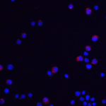Immunofluorescence of UBAP2L in HeLa cells with UBAP2L antibody at 20 μg/ml.<br><br>Red: UBAP2L Antibody (8371) <br> Blue: DAPI staining
