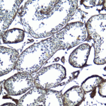 Immunohistochemistry of UBD in human testis tissue with UBD antibody at 5 μg/mL.