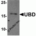 Western blot analysis of UBD in human colon tissue lysate with UBD antibody at 1 μg/ml in (A) the absence and (B) the presence of blocking peptide.