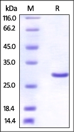 UCH-L3 Recombinant Protein