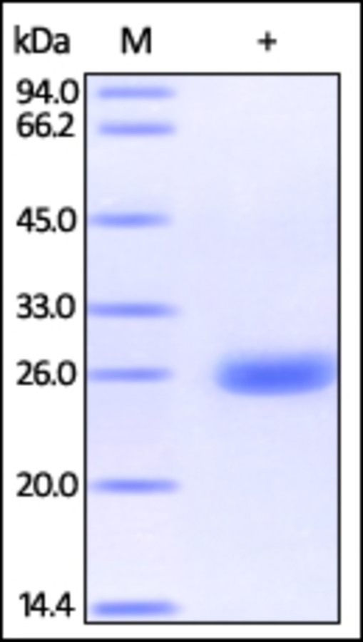 UCHL1 Recombinant Protein