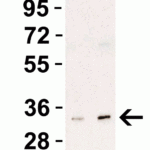 <strong>Figure 3 Western Blot Validation in HeLa Cell Lysate</strong><br>Loading: 15 μg of lysates per lane.Antibodies: UNG1, 3863 (Lane 1: 0.5 μg/mL and Lane 2: 1 μg/mL), 1h incubation at RT in 5% NFDM/TBST.Secondary: Goat anti-rabbit IgG HRP conjugate at 1:10000 dilution.