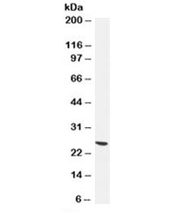 UchL1 Antibody [13C4]