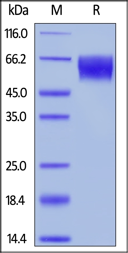 Unconjugated TPBG / 5T4 Recombinant Protein
