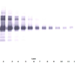 To detect hVCAM-1 by Western Blot analysis this antibody can be used at a concentration of 0.1 - 0.2 ug/ml. Used in conjunction with compatible secondary reagents the detection limit for recombinant hVCAM-1 is 1.5 - 3.0 ng/lane, under either reducing or non-reducing conditions.