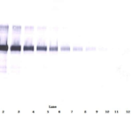 To detect hVCAM-1 by Western Blot analysis this antibody can be used at a concentration of 0.1 - 0.2 ug/ml. Used in conjunction with compatible secondary reagents the detection limit for recombinant hVCAM-1 is 1.5 - 3.0 ng/lane, under either reducing or non-reducing conditions.