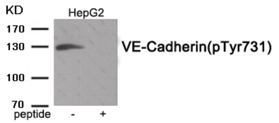 VE-Cadherin (phospho Tyr731) Antibody