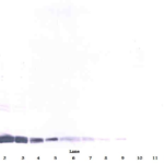 To detect hVEGF by Western Blot analysis this antibody can be used at a concentration of 0.1 - 0.2 ug/ml. Used in conjunction with compatible secondary reagents the detection limit for recombinant hVEGF is 1.5 - 3.0 ng/lane, under either reducing or non-reducing conditions.