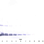 To detect hVEGF by Western Blot analysis this antibody can be used at a concentration of 0.1 - 0.2 ug/ml. Used in conjunction with compatible secondary reagents the detection limit for recombinant hVEGF is 1.5 - 3.0 ng/lane, under either reducing or non-reducing conditions.