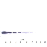 To detect mVEGF by Western Blot analysis this antibody can be used at a concentration of 0.1-0.2 ug/ml. Used in conjunction with compatible secondary reagents the detection limit for recombinant mVEGF is 1.5-3.0 ng/lane, under either reducing or non-reducing conditions.