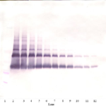 To detect hVEGF by Western Blot analysis this antibody can be used at a concentration of 0.1 - 0.2 ug/ml. Used in conjunction with compatible secondary reagents the detection limit for recombinant hVEGF is 1.5 - 3.0 ng/lane, under either reducing or non-reducing conditions.