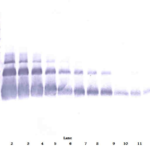 To detect hVEGF by Western Blot analysis this antibody can be used at a concentration of 0.1 - 0.2 ug/ml. Used in conjunction with compatible secondary reagents the detection limit for recombinant hVEGF is 1.5 - 3.0 ng/lane, under either reducing or non-reducing conditions.