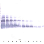 To detect hVEGF by Western Blot analysis this antibody can be used at a concentration of 0.1 - 0.2 ug/ml. Used in conjunction with compatible secondary reagents the detection limit for recombinant hVEGF is 1.5 - 3.0 ng/lane, under either reducing or non-reducing conditions.
