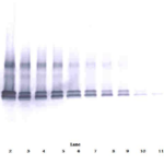 To detect mVEGF by Western Blot analysis this antibody can be used at a concentration of 0.1-0.2 ug/ml. Used in conjunction with compatible secondary reagents the detection limit for recombinant mVEGF is 1.5-3.0 ng/lane, under either reducing or non-reducing conditions.