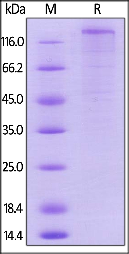 VEGF R1 / Flt-1 Recombinant Protein