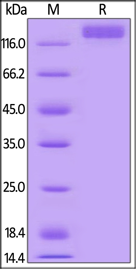 VEGF R2 / KDR Recombinant Protein