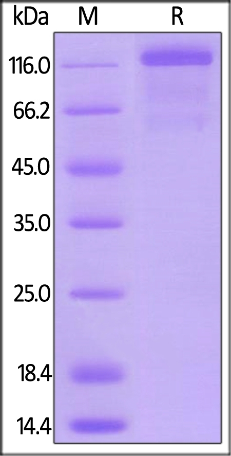 VEGF R3 / FLT4 Recombinant Protein
