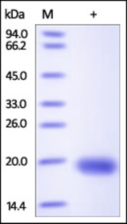VEGFD Recombinant Protein