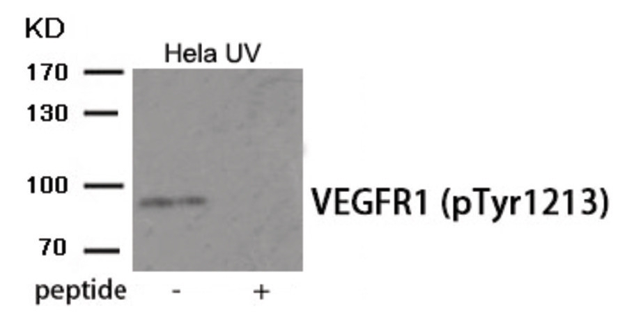 VEGFR1 (phospho Tyr1213) Antibody