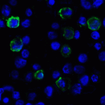 Immunofluorescence of VISTA in transfected HEK293 cells with VISTA antibody at 2 μg/mL. <br><br>Green: VISTA Antibody [4C4] (RF16071) <br> Blue: DAPI staining