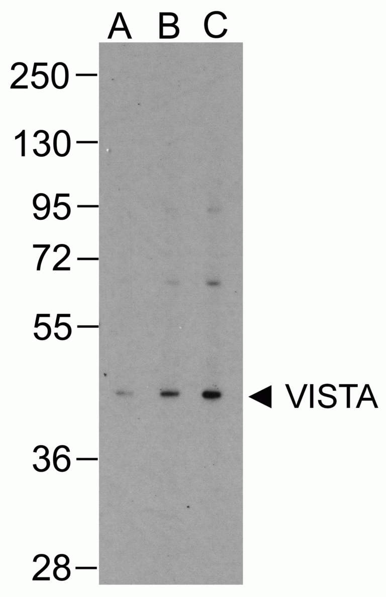 VISTA Antibody [4C4]