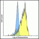 Flow cytometry analysis of VISTA overexpressing HEK293 cells using VISTA antibody and control mouse IgG antibody at 10 μg/ml. Blue: Untransfected HEK293 cells. Yellow: VISTA overexpressing HEK293 cells.