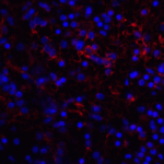 Immunofluorescence of VISTA in human spleen tissue with VISTA antibody at 10 μg/mL. <br><br>Red: VISTA Antibody [6D2] (RF16072) <br> Blue: DAPI staining