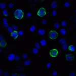 Immunofluorescence of VISTA in transfected HEK293 cells with VISTA antibody at 2 μg/mL. <br><br>Green: VISTA Antibody [6D2] (RF16072) <br> Blue: DAPI staining