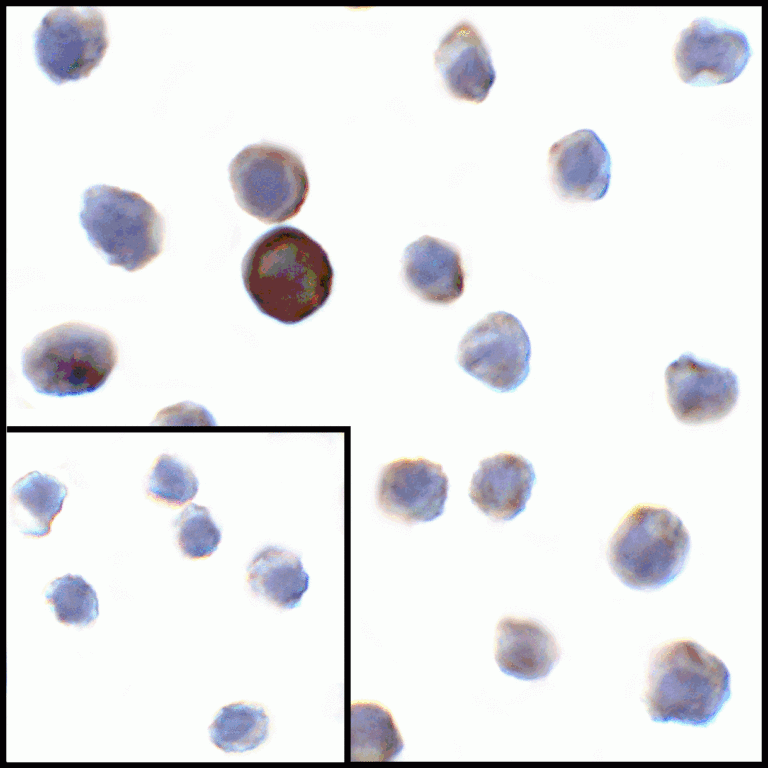 VISTA Antibody [8E11]