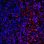 Immunofluorescence of VISTA in human spleen tissue with VISTA antibody at 10 μg/mL. <br><br>Red: VISTA Antibody [8E11] (RF16073) <br> Blue: DAPI staining