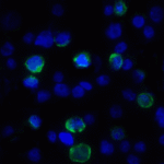Immunofluorescence of VISTA in transfected HEK293 cells with VISTA antibody at 2 μg/mL. <br><br>Green: VISTA Antibody [8E11] (RF16073) <br> Blue: DAPI staining