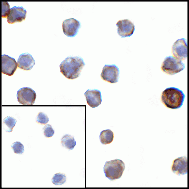 VISTA Antibody [9E4]