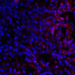 Immunofluorescence of VISTA in human spleen tissue with VISTA antibody at 10 μg/mL. <br><br>Red: VISTA Antibody [9E4] (RF16074) <br> Blue: DAPI staining