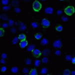 Immunofluorescence of VISTA in transfected HEK293 cells with VISTA antibody at 2 μg/mL. <br><br>Green: VISTA Antibody [9E4] (RF16074) <br> Blue: DAPI staining