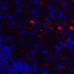 Immunofluorescence of VISTA in human tonsil tissue with B7-H5 antibody at 20 μg/ml.