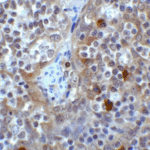 Immunohistochemistry of VISTA in human tonsil tissue with B7-H5 antibody at 2 μg/ml.