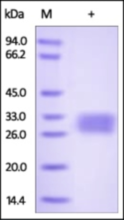 VSIG2 Recombinant Protein