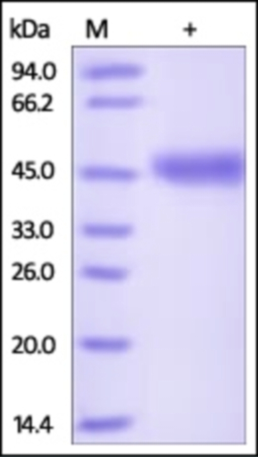VSIG4 Recombinant Protein