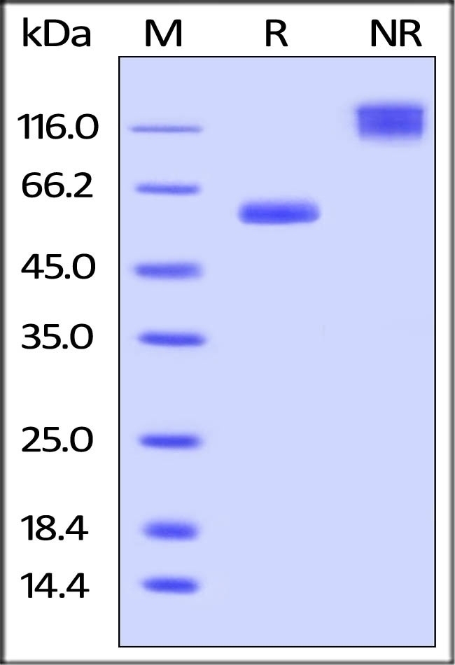 VSIG8 Recombinant Protein
