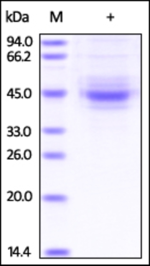 VSTM3 Recombinant Protein